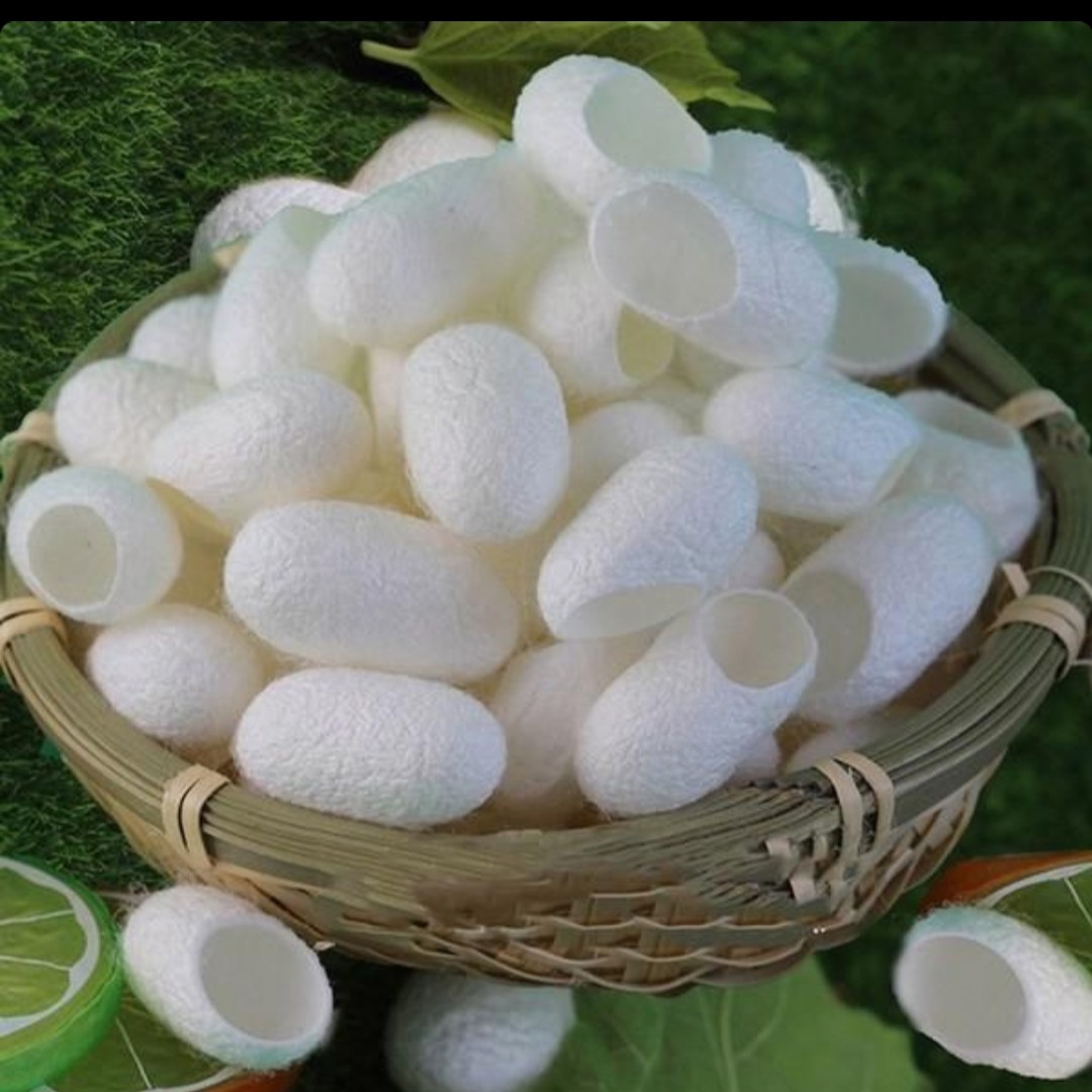 پیله کرم ابریشم طبیعی (عطاری آقای صادقی)
